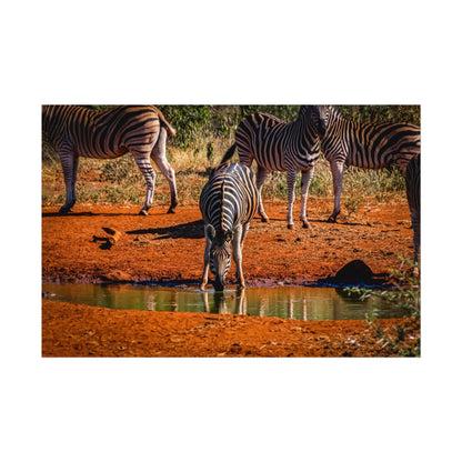 Rolled Posters - Zebra at Waterhole