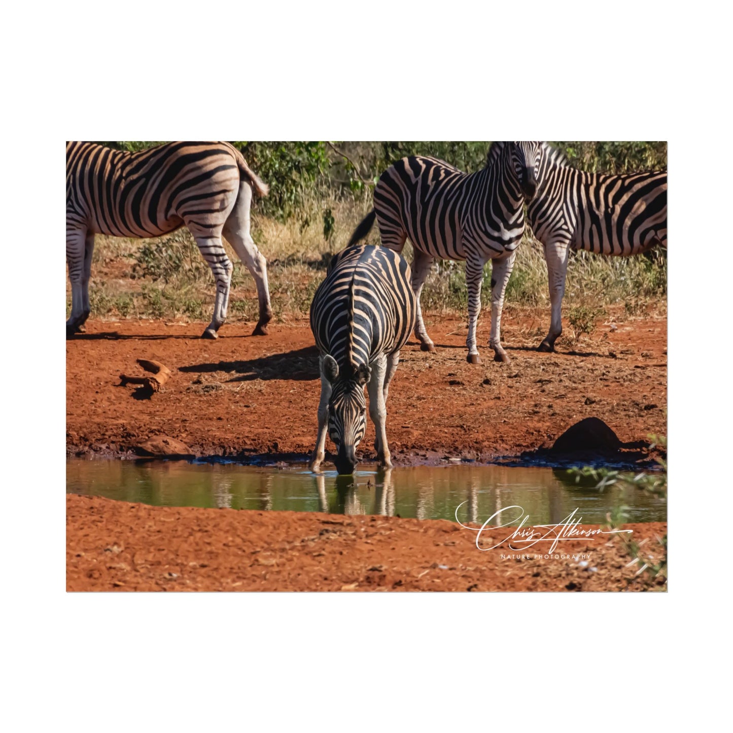 Rolled Posters - Zebra at Waterhole