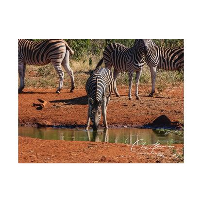 Rolled Posters - Zebra at Waterhole