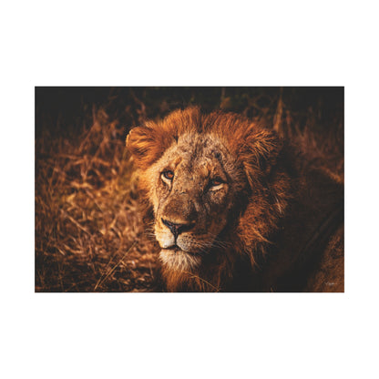 Old Lion Canvas Print 60" x 40" (Horizontal) 1.25"