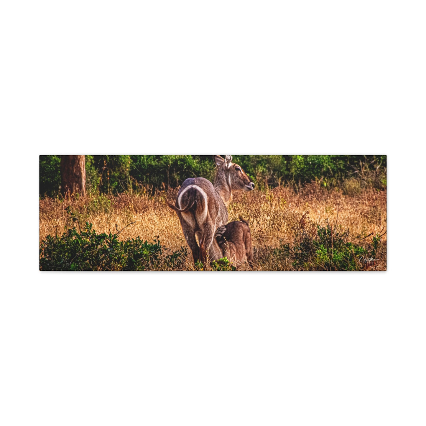 Waterbuck Nature Prints Matte Canvas 36" x 12" (Horizontal) 1.25"