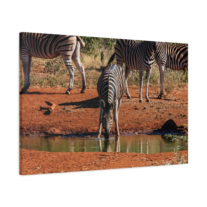 Matte Canvas, Stretched, 1.25" - Zebra at Waterhole