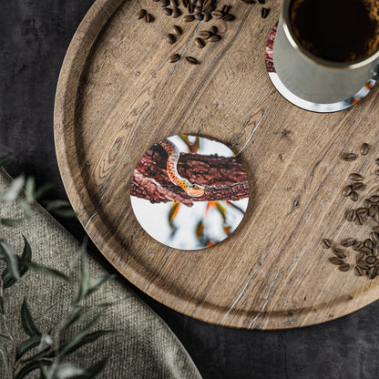 Spotted Bush Snake Coasters