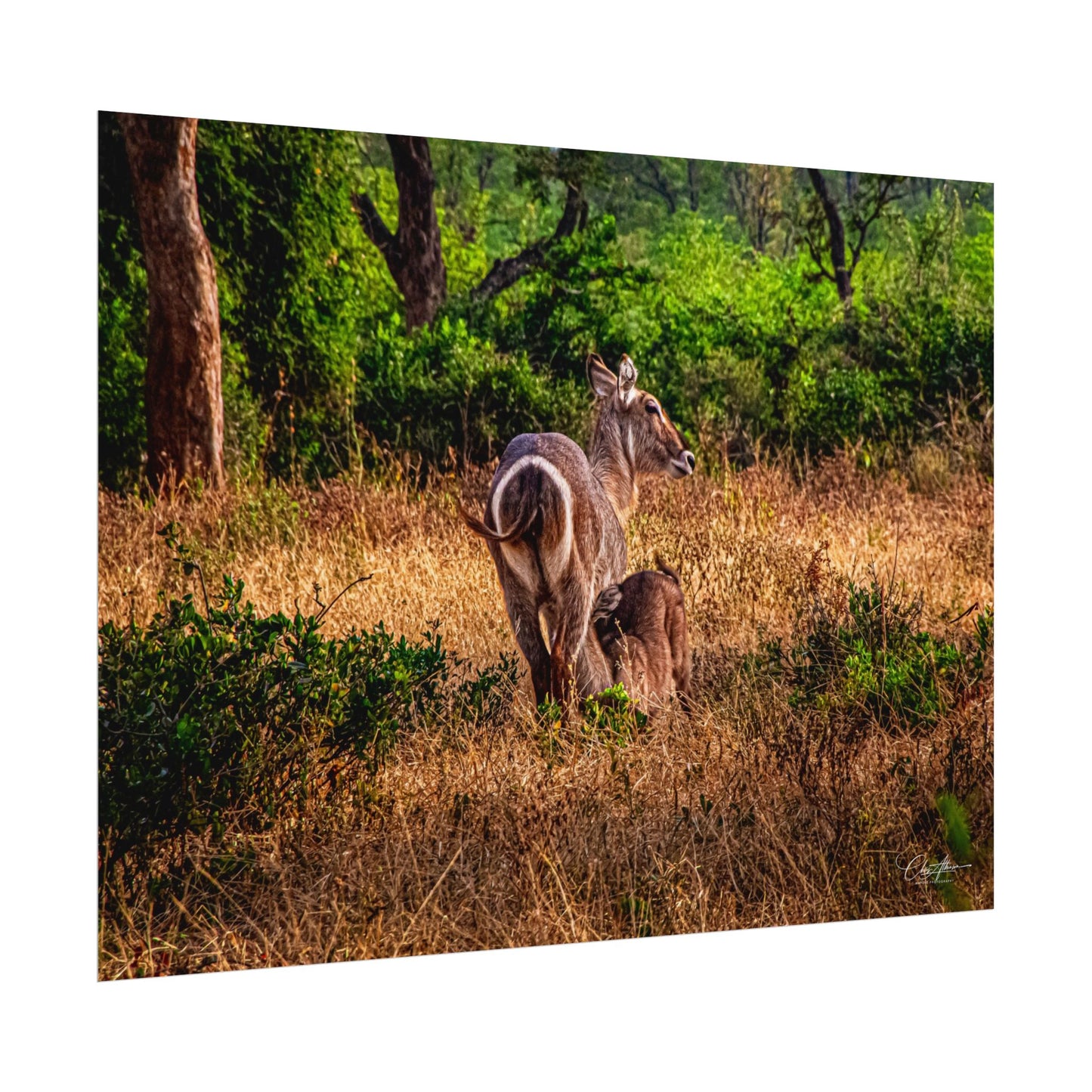 Rolled Posters - Waterbuck and Baby