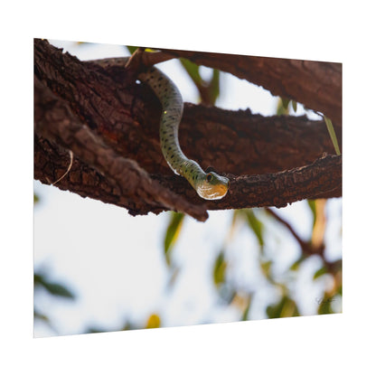 Rolled Posters - Spotted Bush Snake