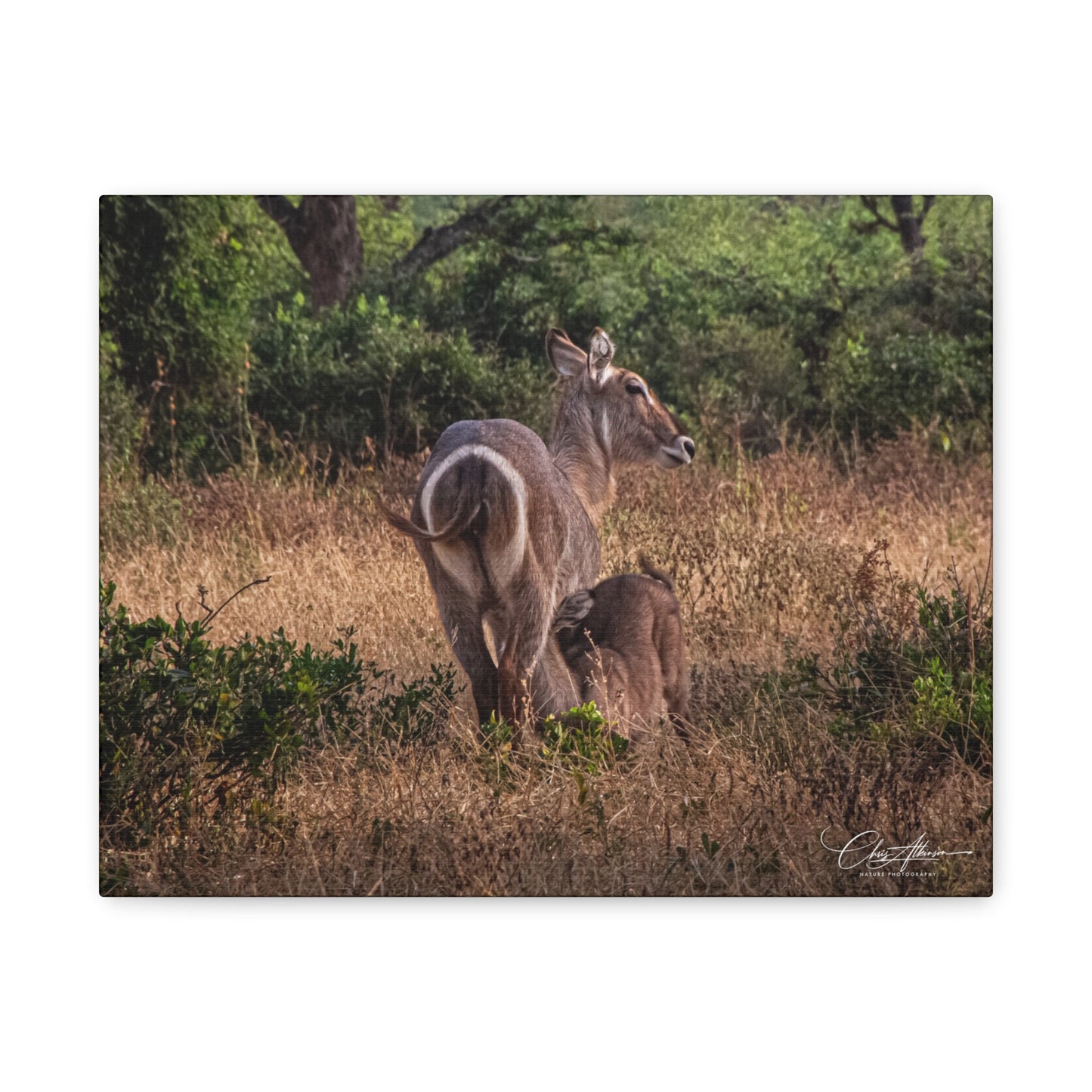 Matte Canvas, Stretched, 1.25" - Waterbuck and Baby