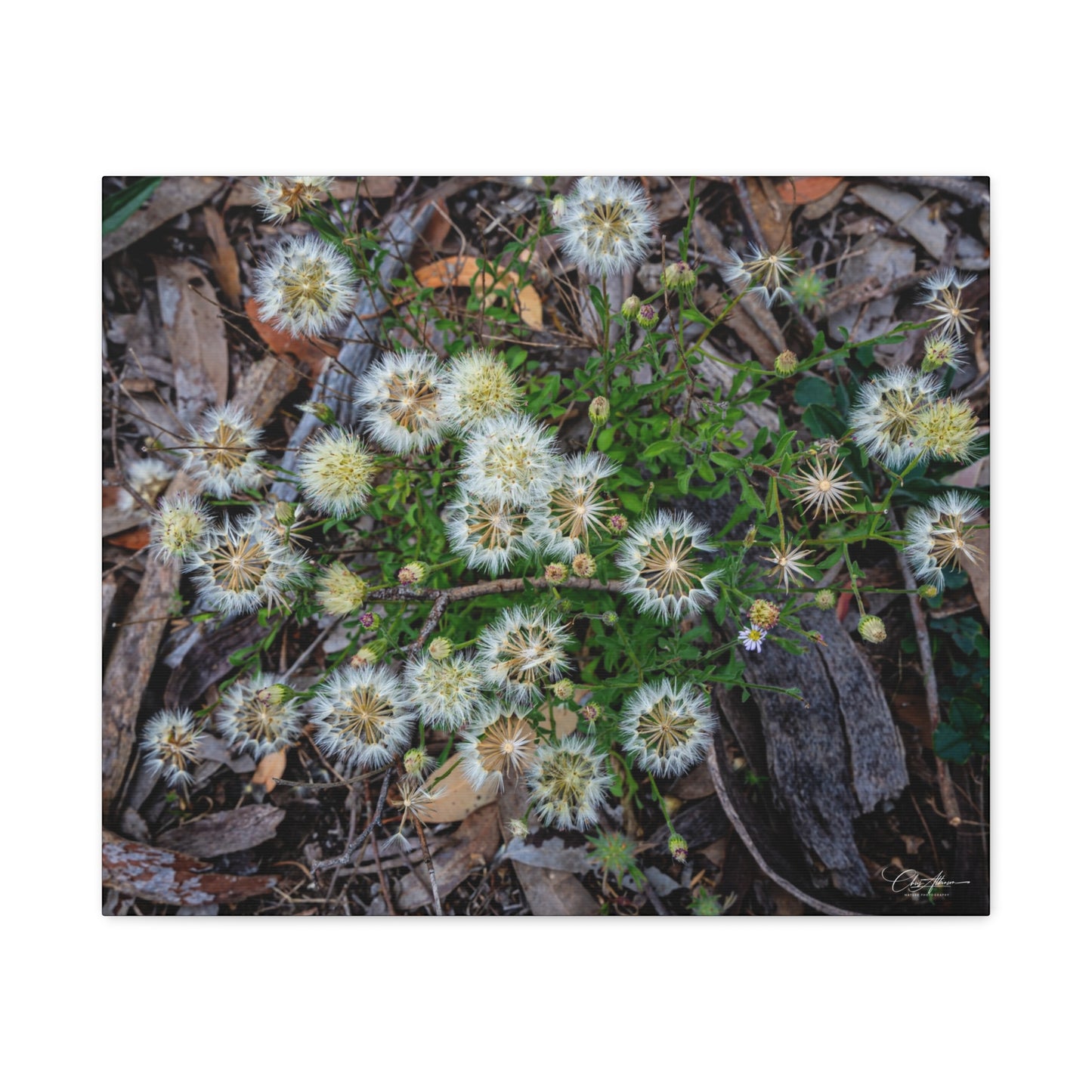 Matte Canvas, Stretched, 1.25" - Australian Wildflower Collection