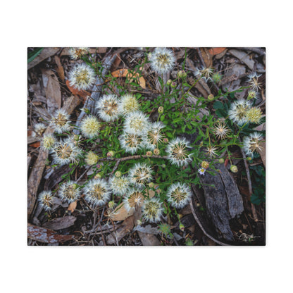 Matte Canvas, Stretched, 1.25" - Australian Wildflower Collection