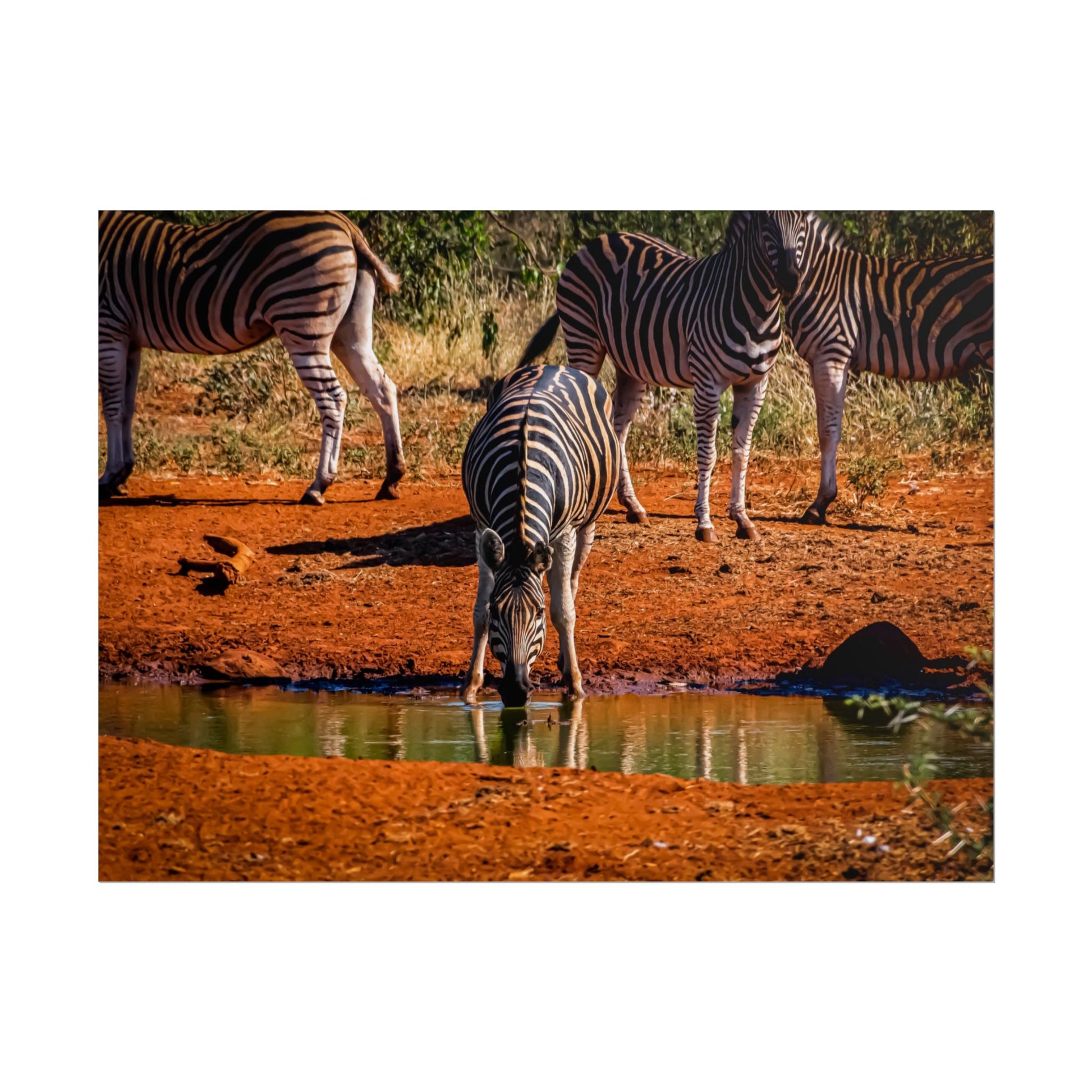 Rolled Posters - Zebra at Waterhole