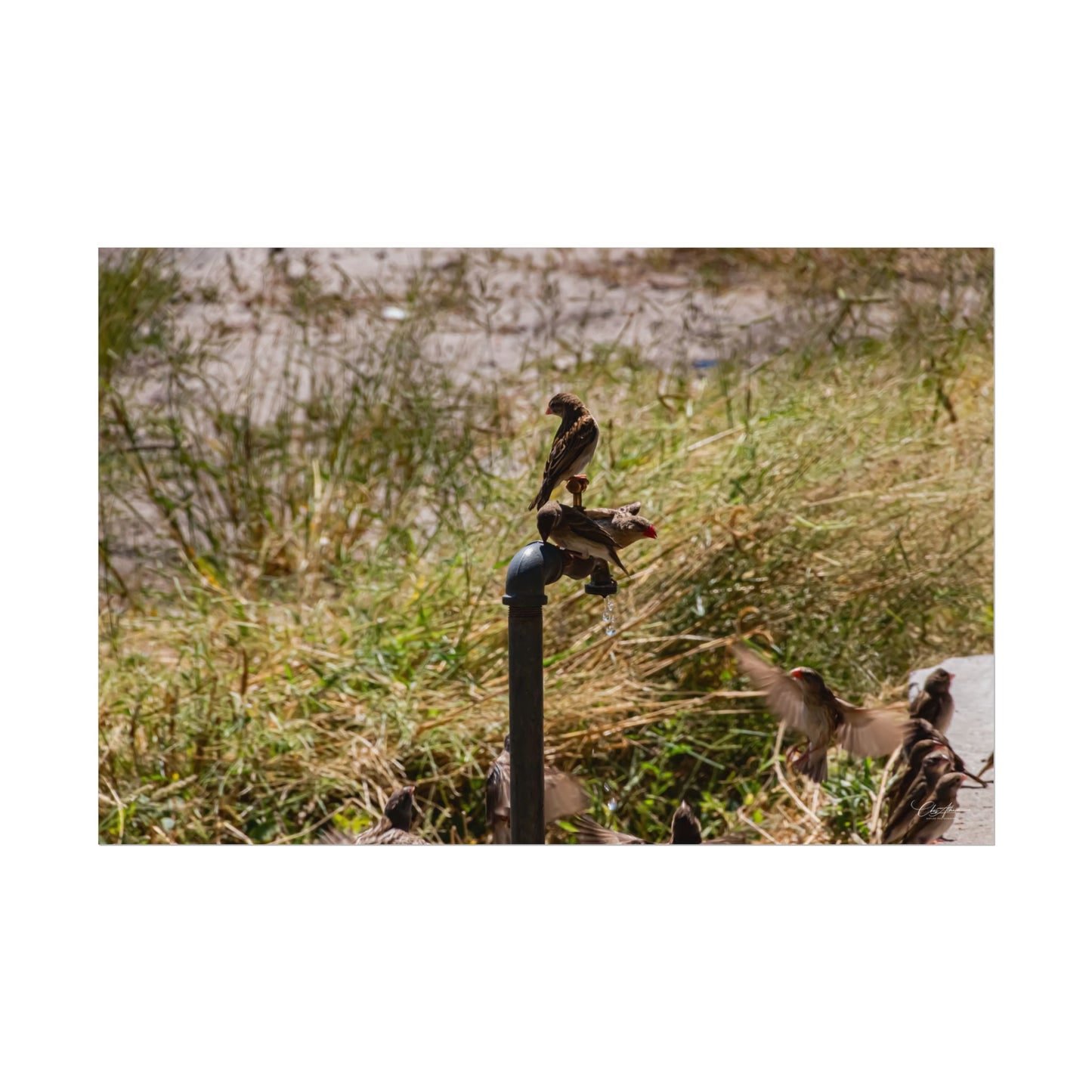 Rolled Posters - Birds and Dripping Tap