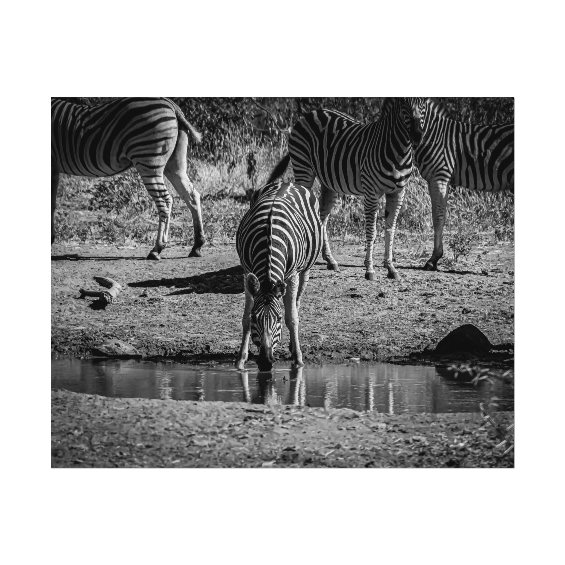 Rolled Posters - Zebra at Waterhole B&W