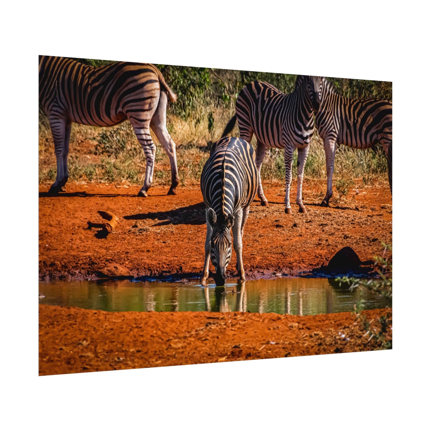 Rolled Posters - Zebra at Waterhole