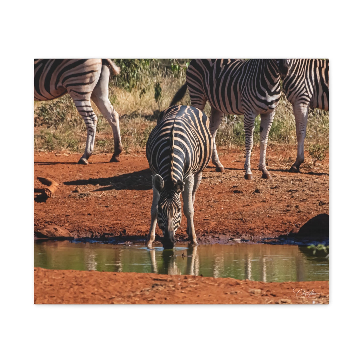 Matte Canvas, Stretched, 1.25" - Zebra at Waterhole