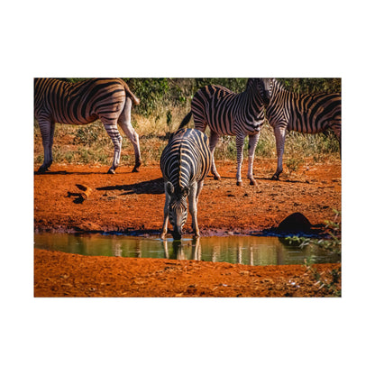 Rolled Posters - Zebra at Waterhole 7" x 5" (Horizontal) Fine Art