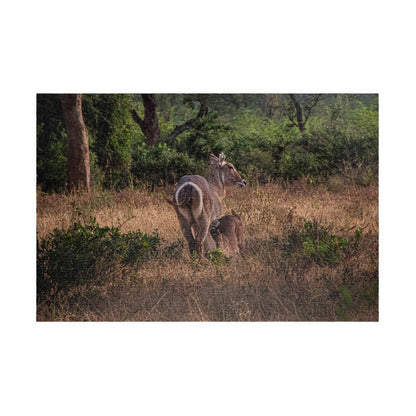 Puzzle (110, 252, 520, 1014-piece) - Waterbuck and Baby