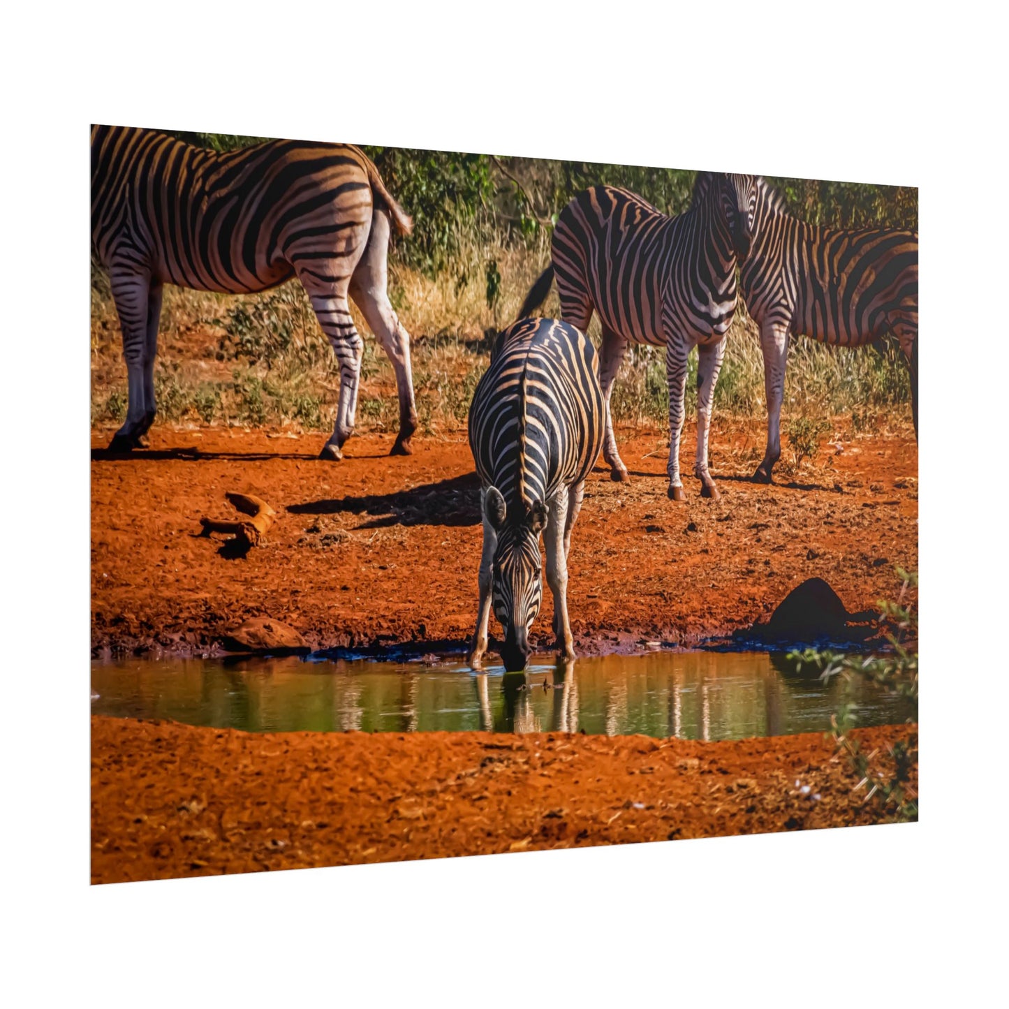 Rolled Posters - Zebra at Waterhole