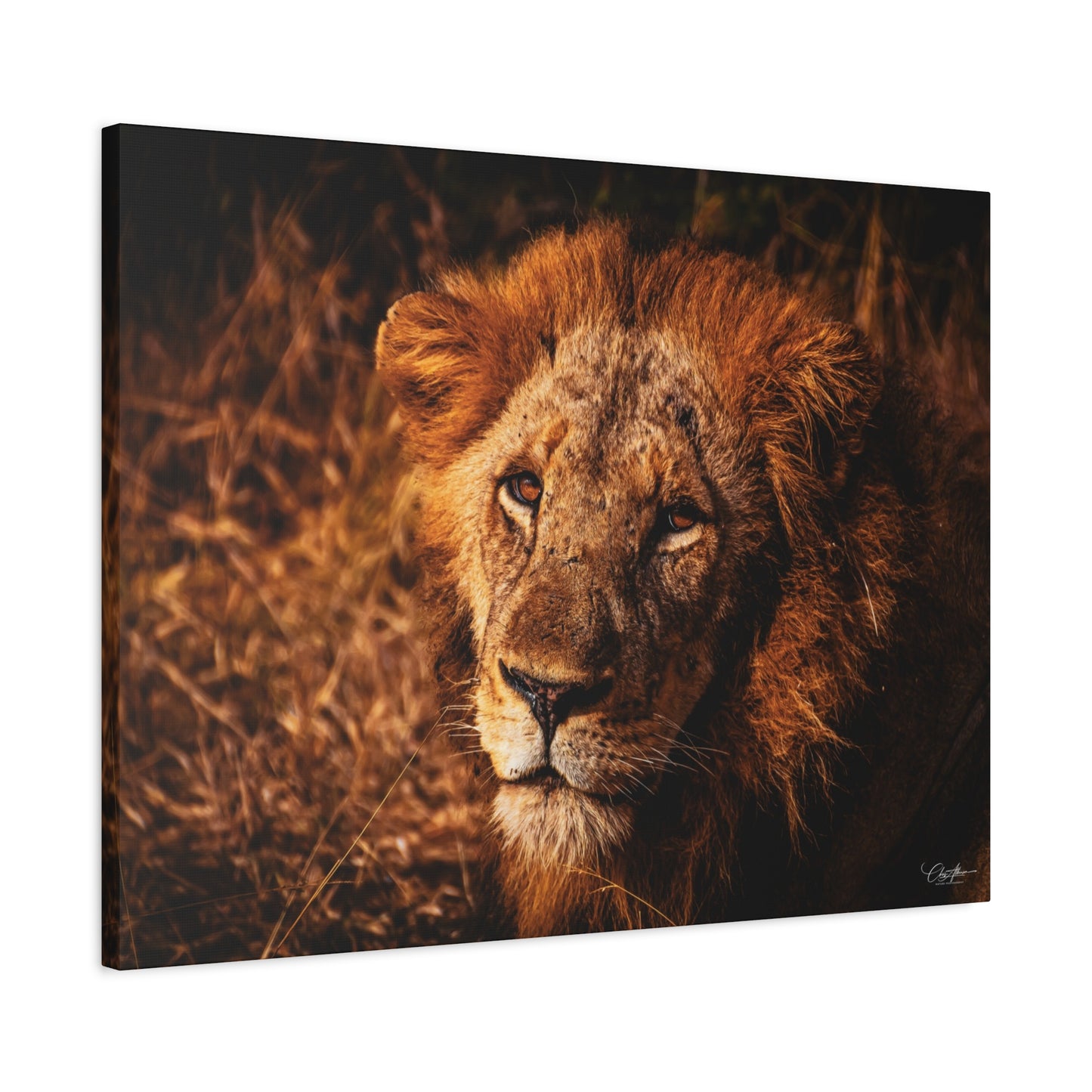 Old Lion Canvas Print