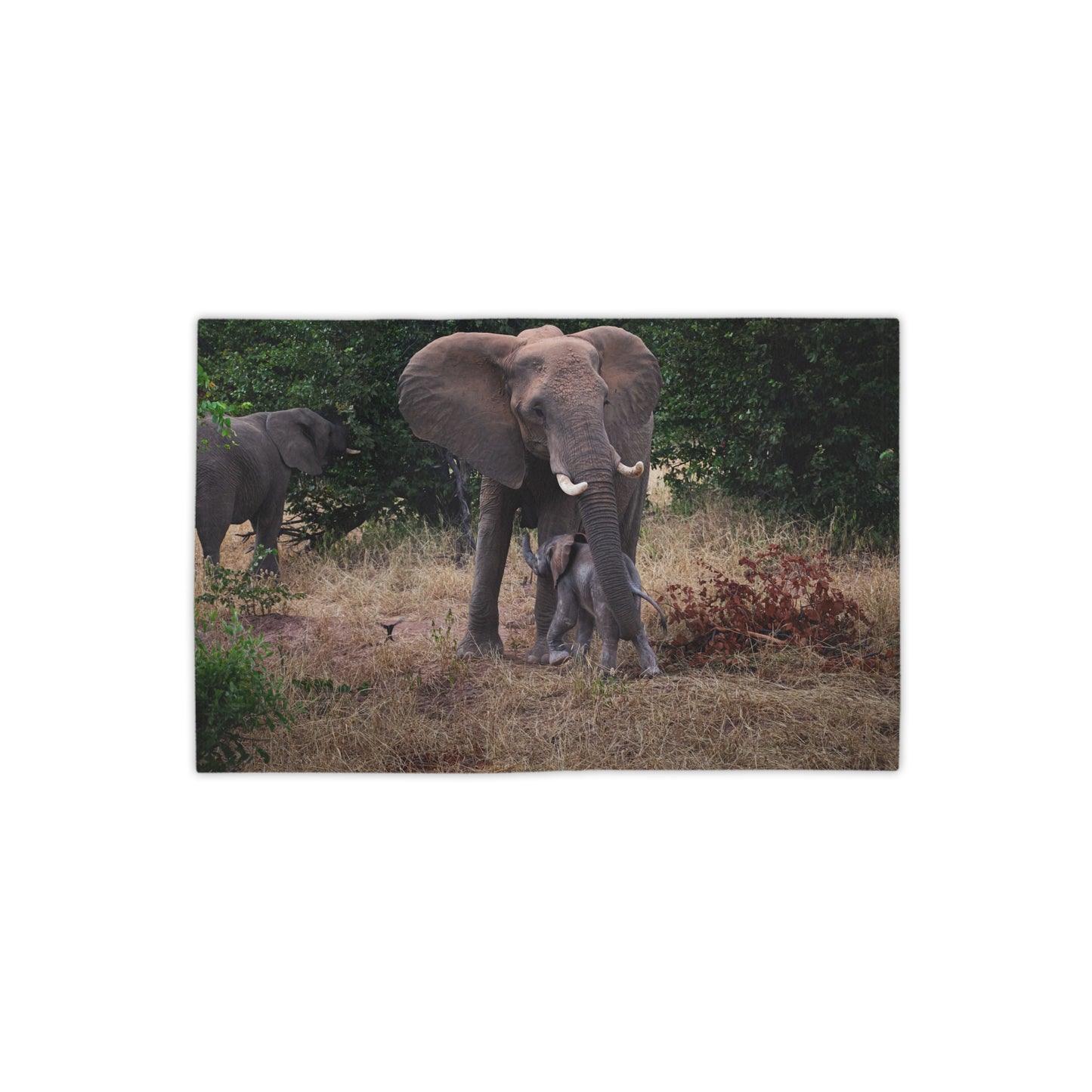 Beach Towels - Elephant and Calf