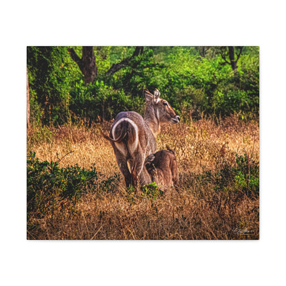 Waterbuck Nature Prints Matte Canvas 24" x 20" (Horizontal) 1.25"