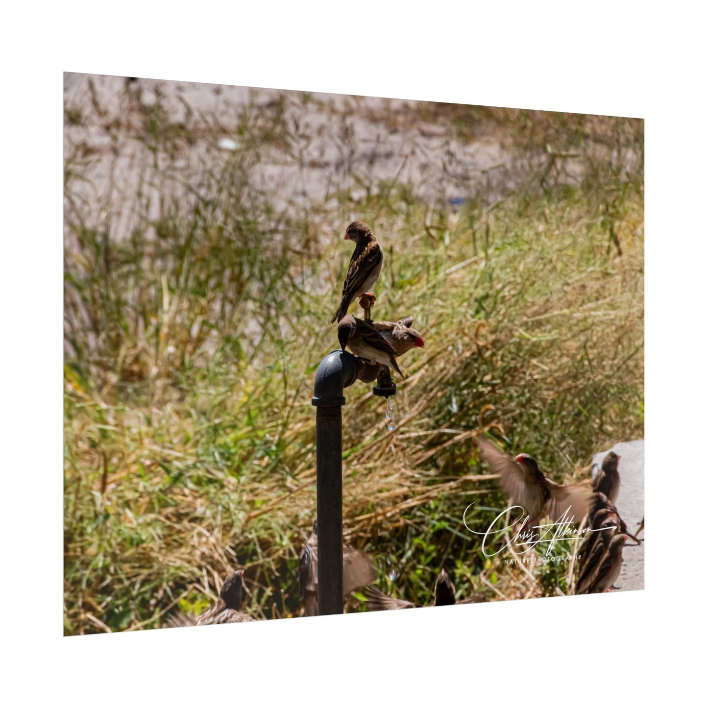 Rolled Posters - Birds and Dripping Tap