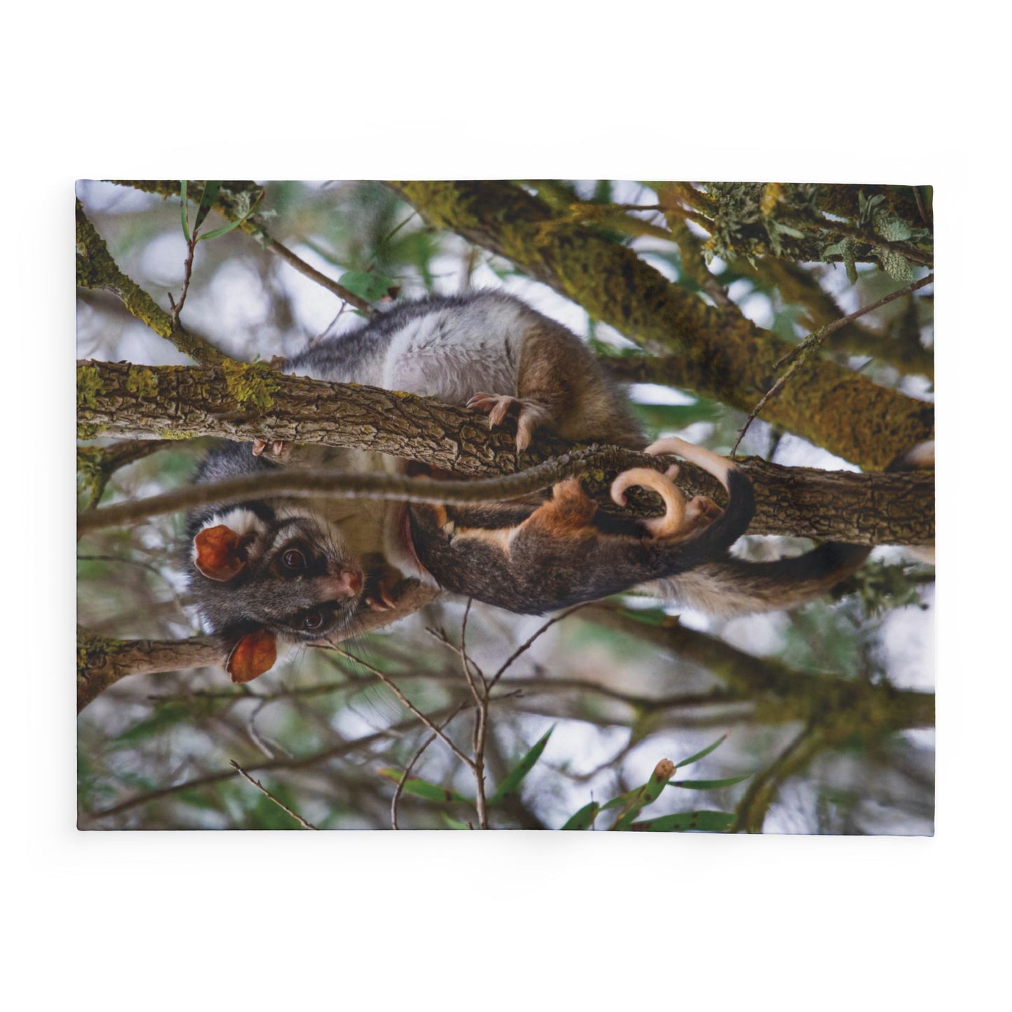 Arctic Fleece Blanket - Possum and Joeys