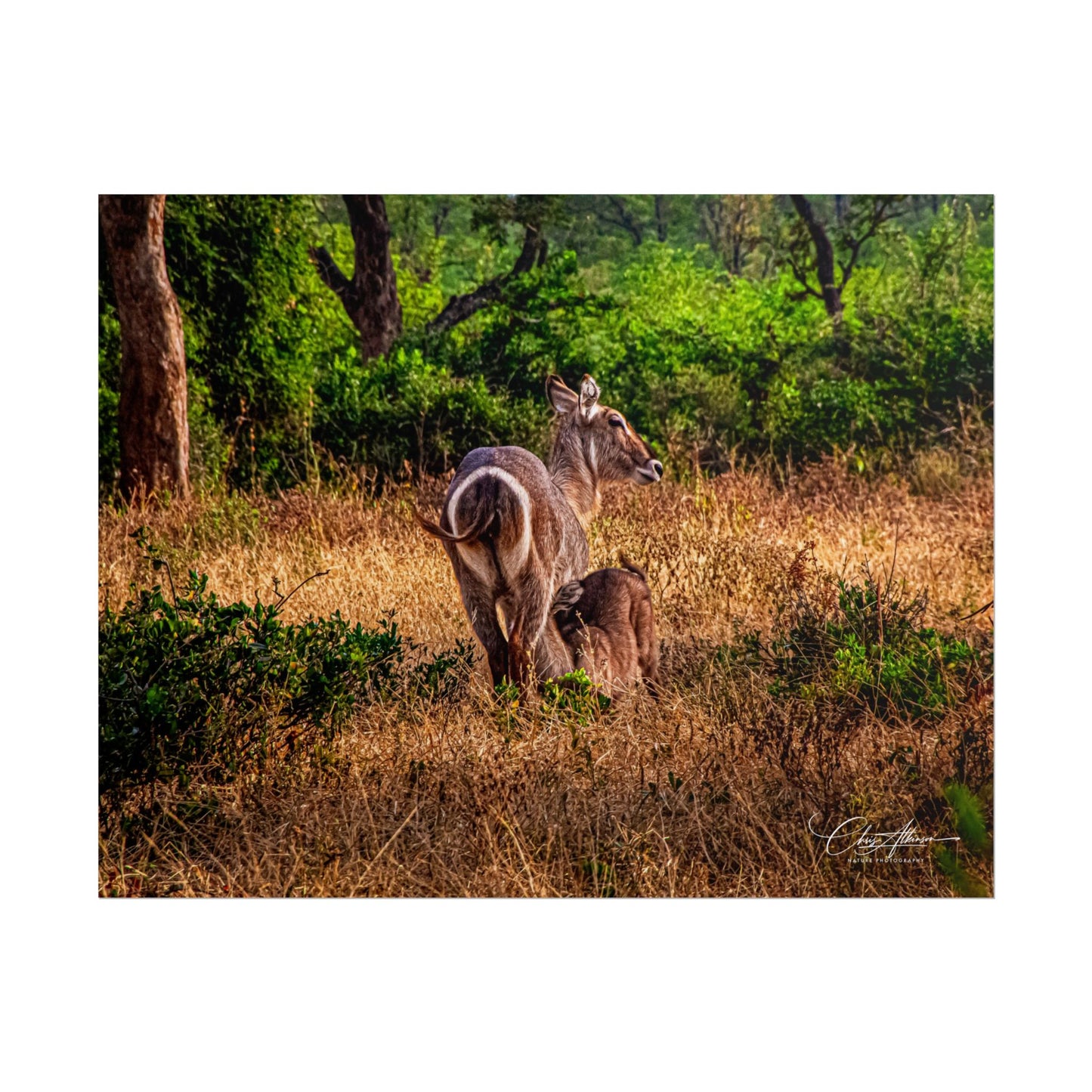 Rolled Posters - Waterbuck and Baby