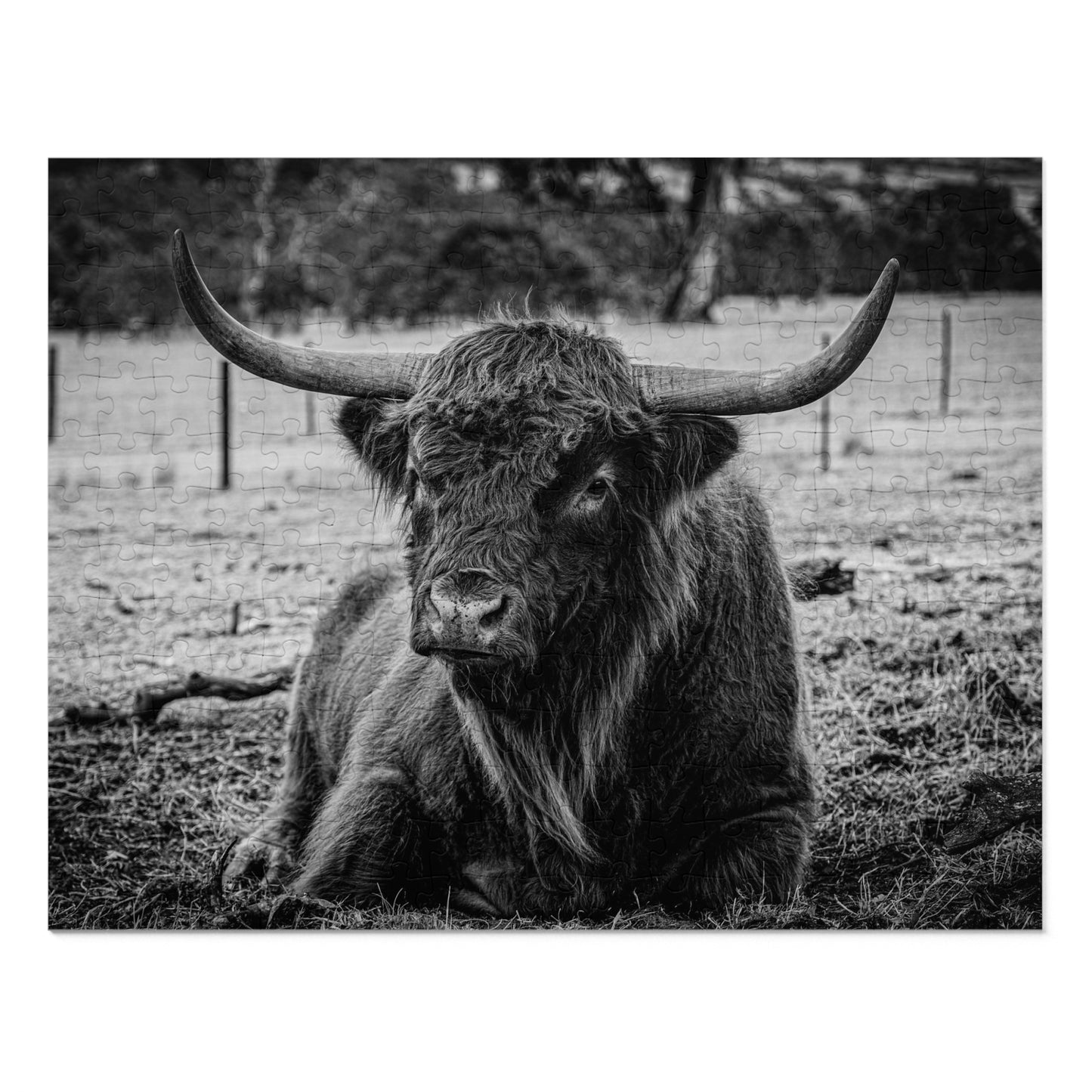 Scottish Highland Cattle Puzzle with Tin B&W 14" × 11" (252 pcs)