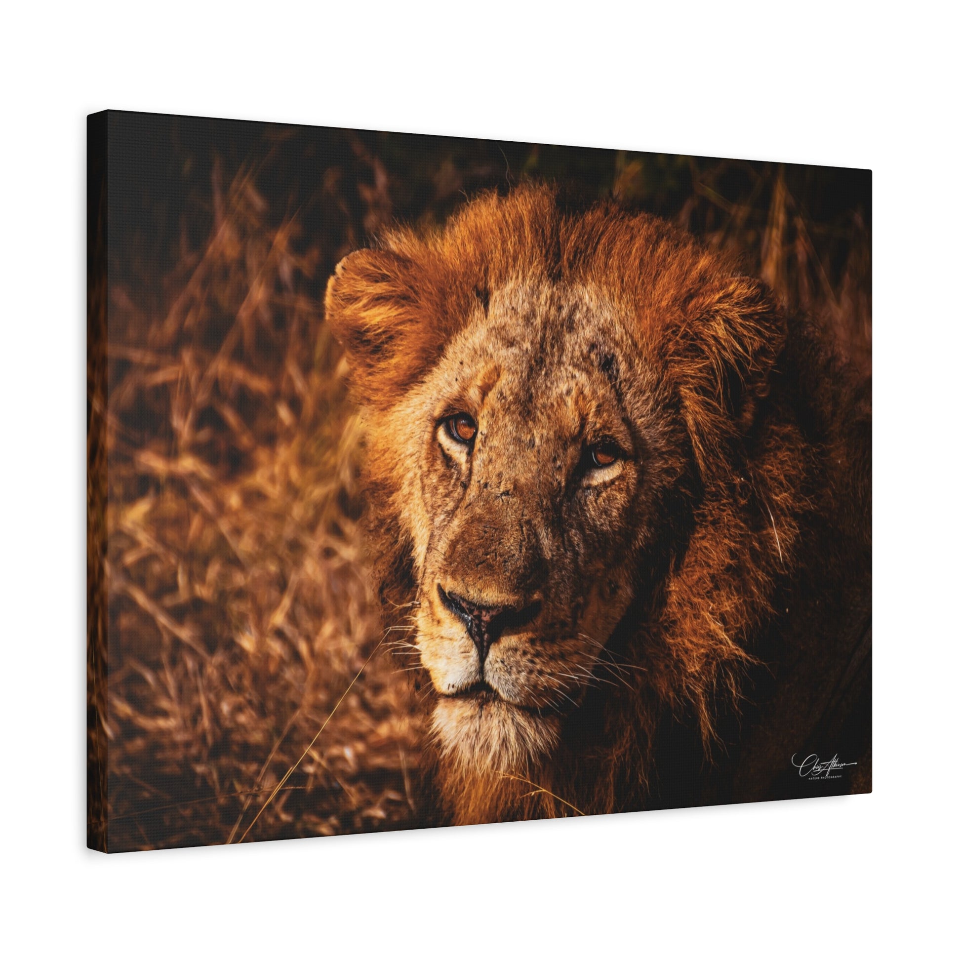 Old Lion Canvas Print