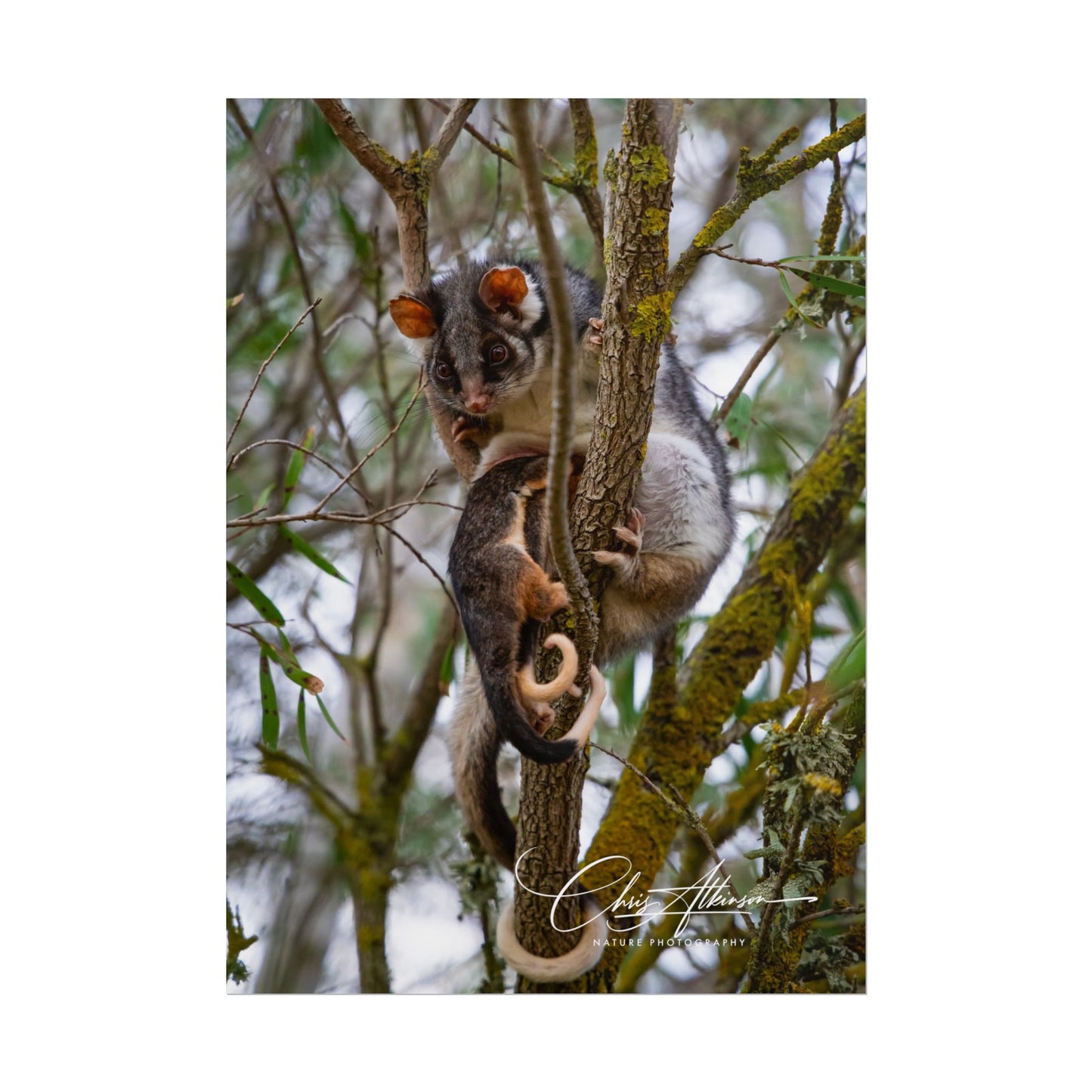 Rolled Posters - Possum and Joey