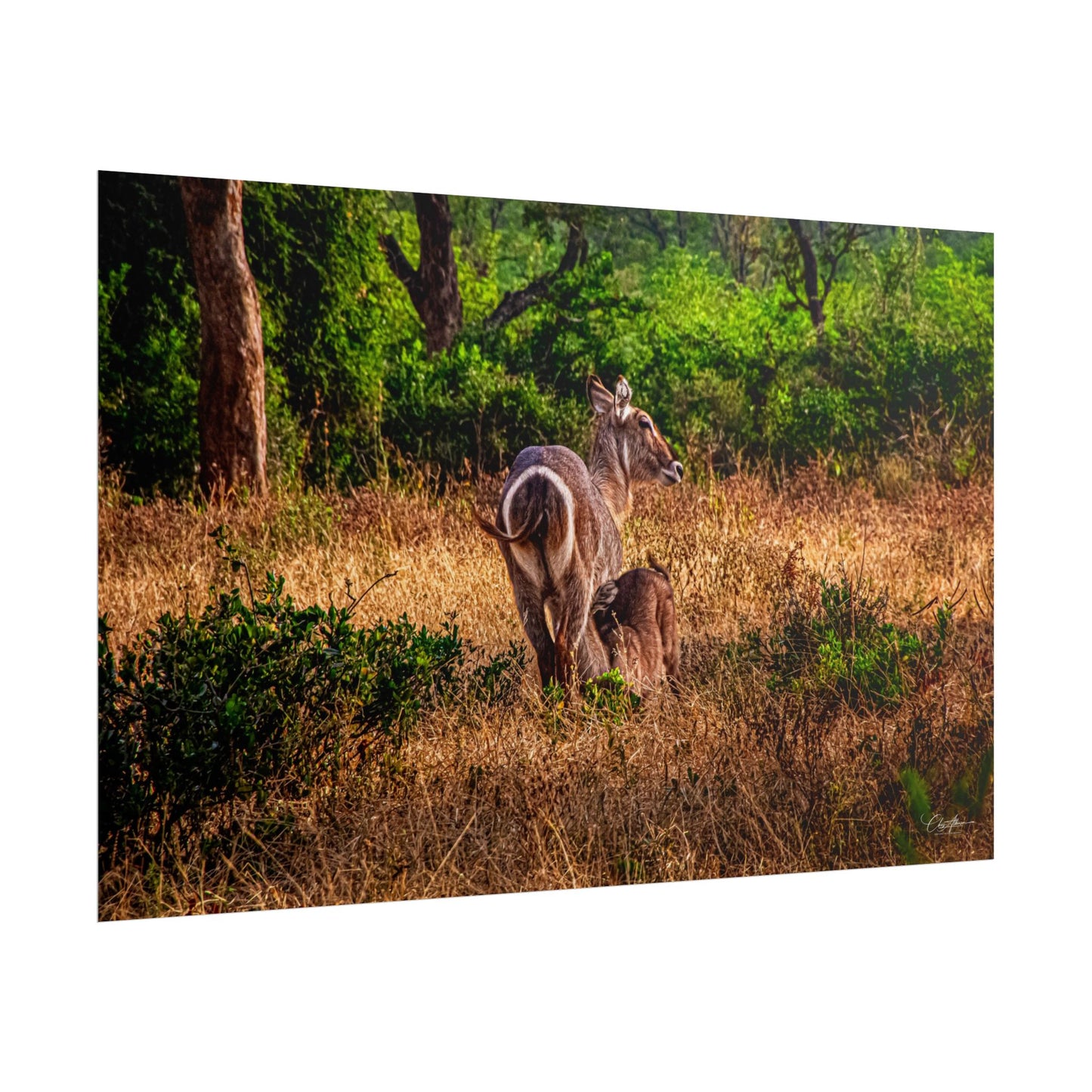 Rolled Posters - Waterbuck and Baby