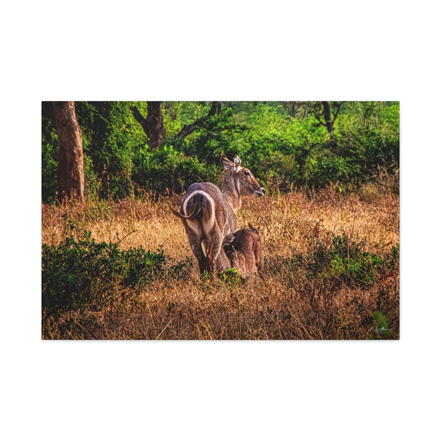 Waterbuck Nature Prints Matte Canvas 36″ x 24″ (Horizontal) 1.25"