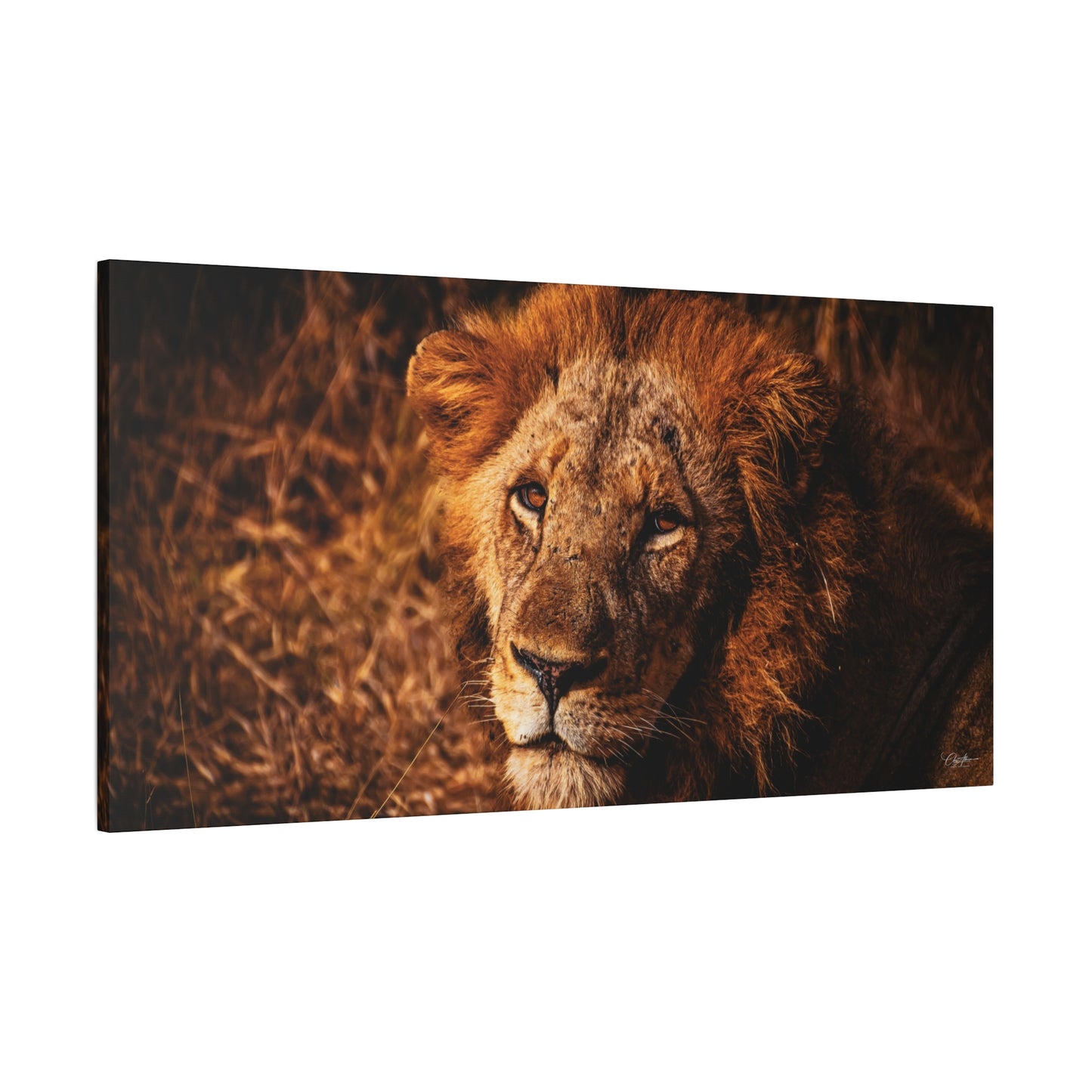 Old Lion Canvas Print