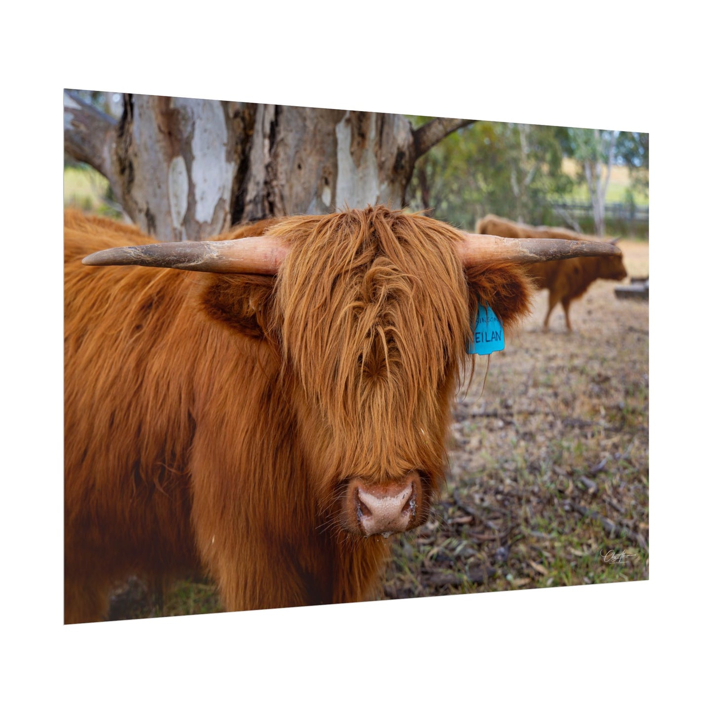 Rolled Posters - Scottish Highland Cattle