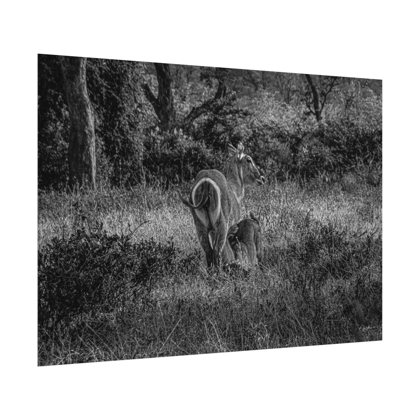 Waterbuck Baby Animal Posters B&W