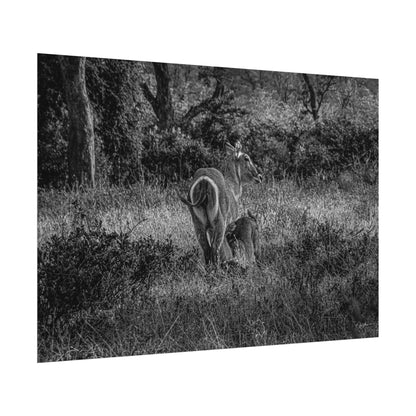 Waterbuck Baby Animal Posters B&W