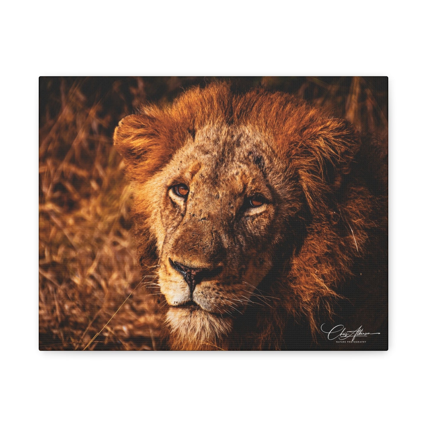 Old Lion Canvas Print 14″ x 11″ (Horizontal) 1.25"