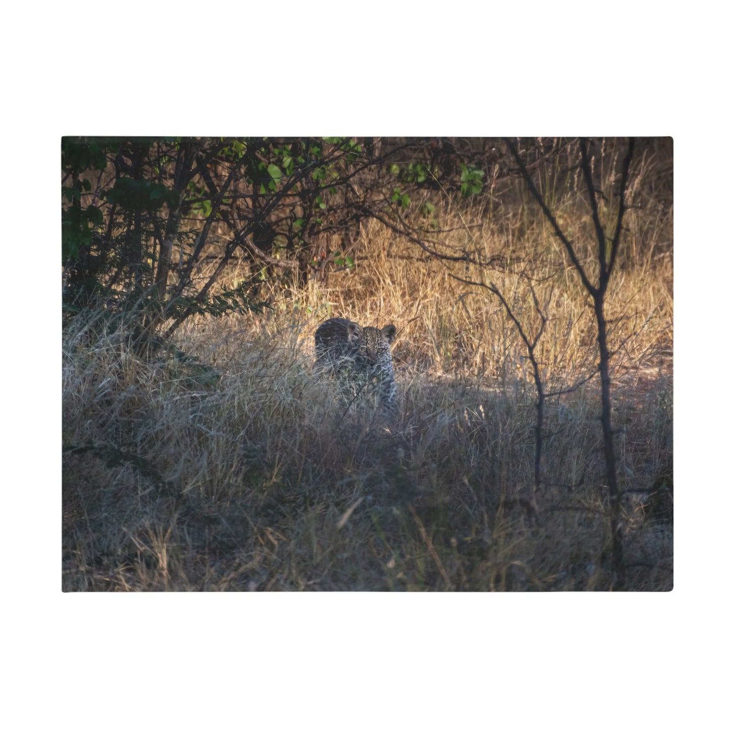 Leopard Cub Blanket 60" × 80"