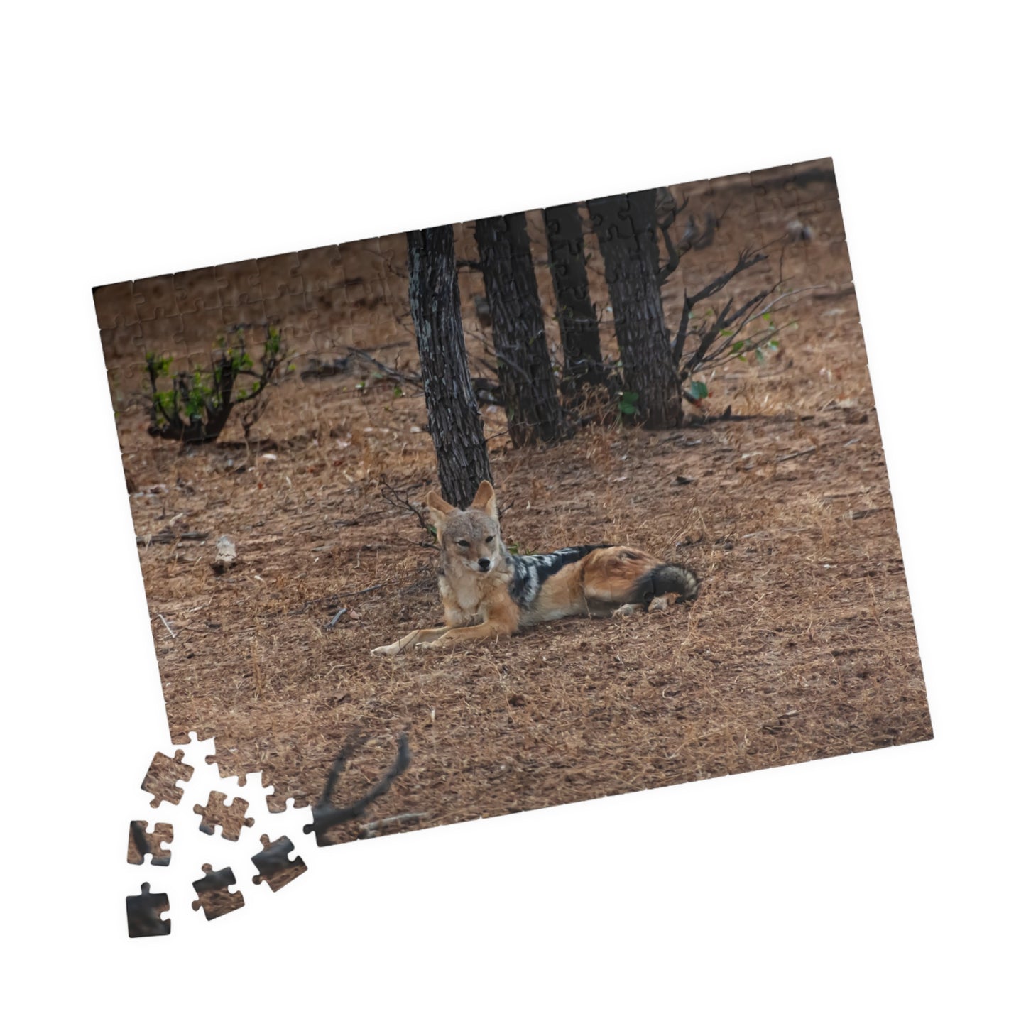 Jackal Photo Jigsaw Puzzle