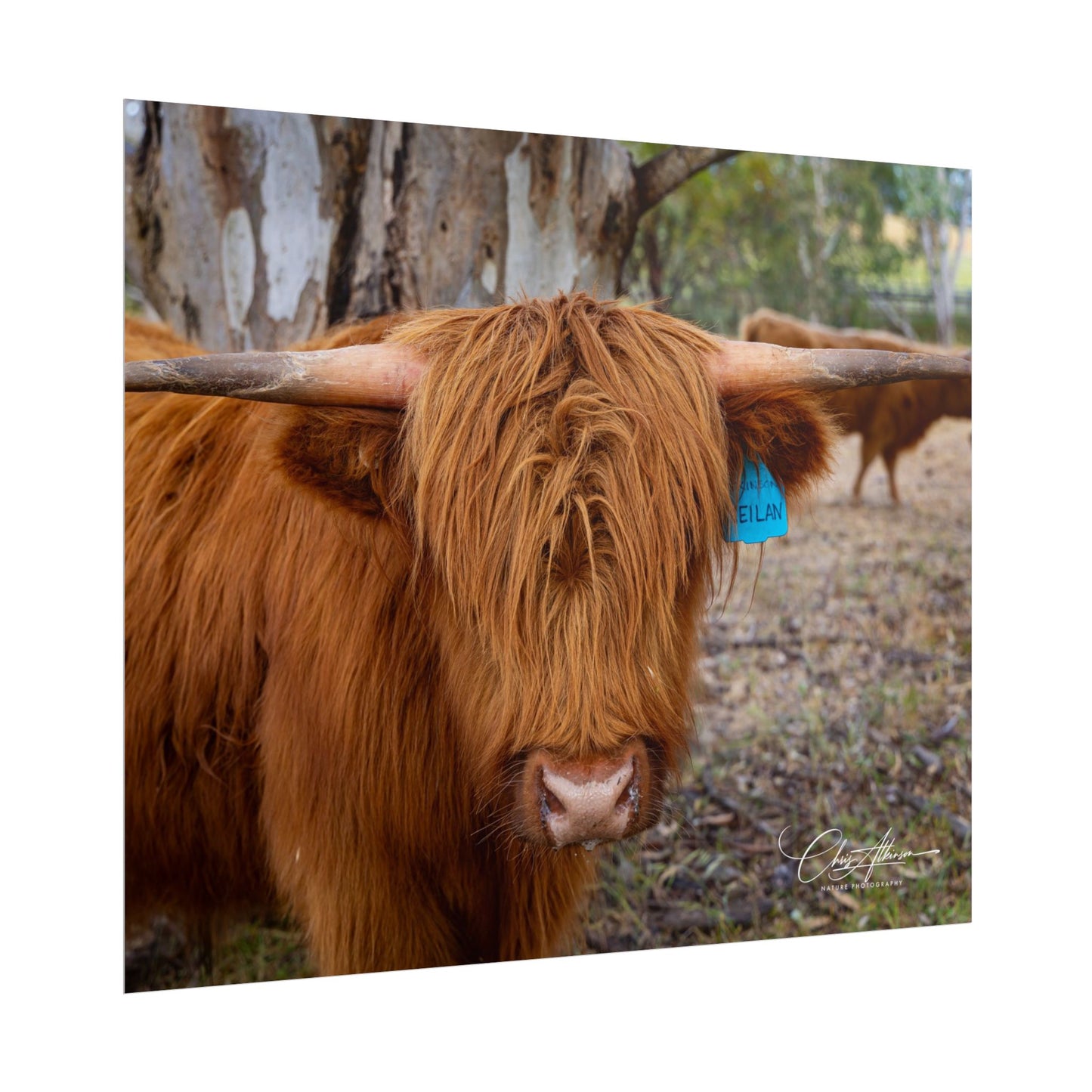 Rolled Posters - Scottish Highland Cattle