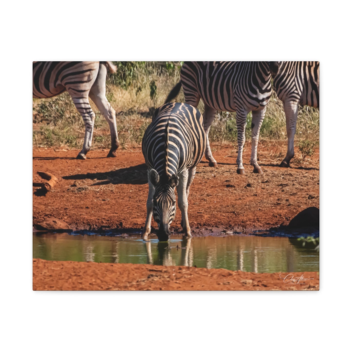 Matte Canvas, Stretched, 1.25" - Zebra at Waterhole