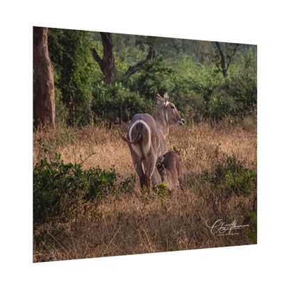 Rolled Posters - Waterbuck and Baby