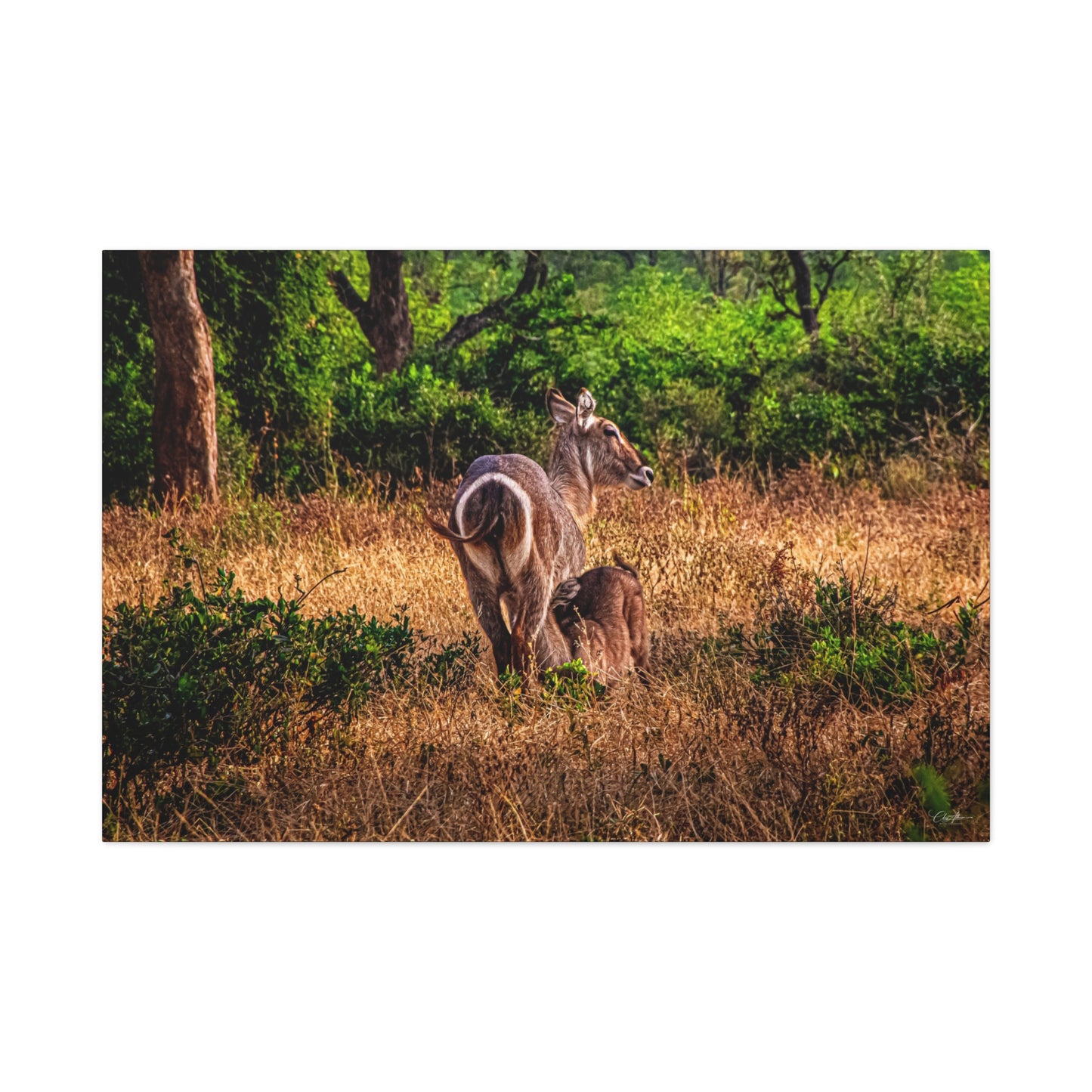 Waterbuck Nature Prints Matte Canvas 48″ x 32″ (Horizontal) 1.25"