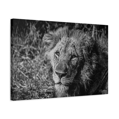 Old Lion Canvas Print B&W