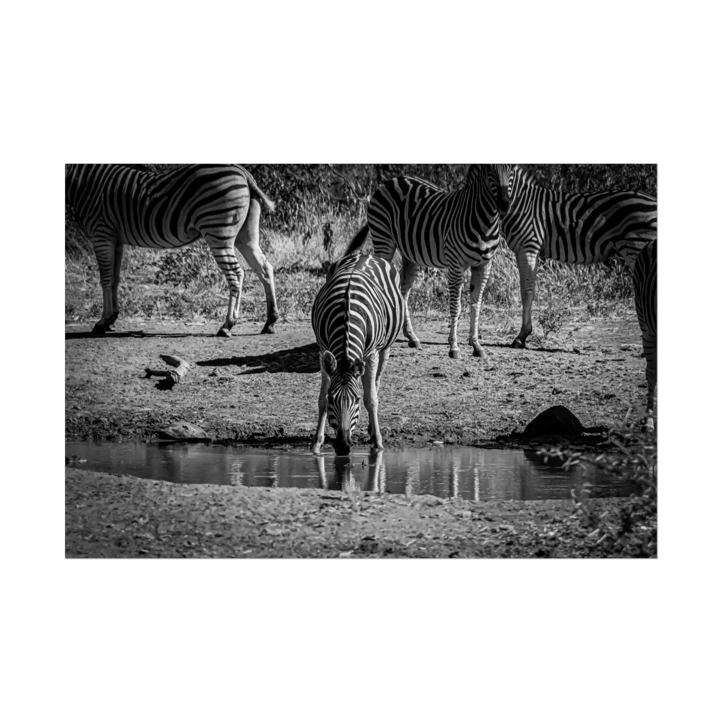 Rolled Posters - Zebra at Waterhole B&W