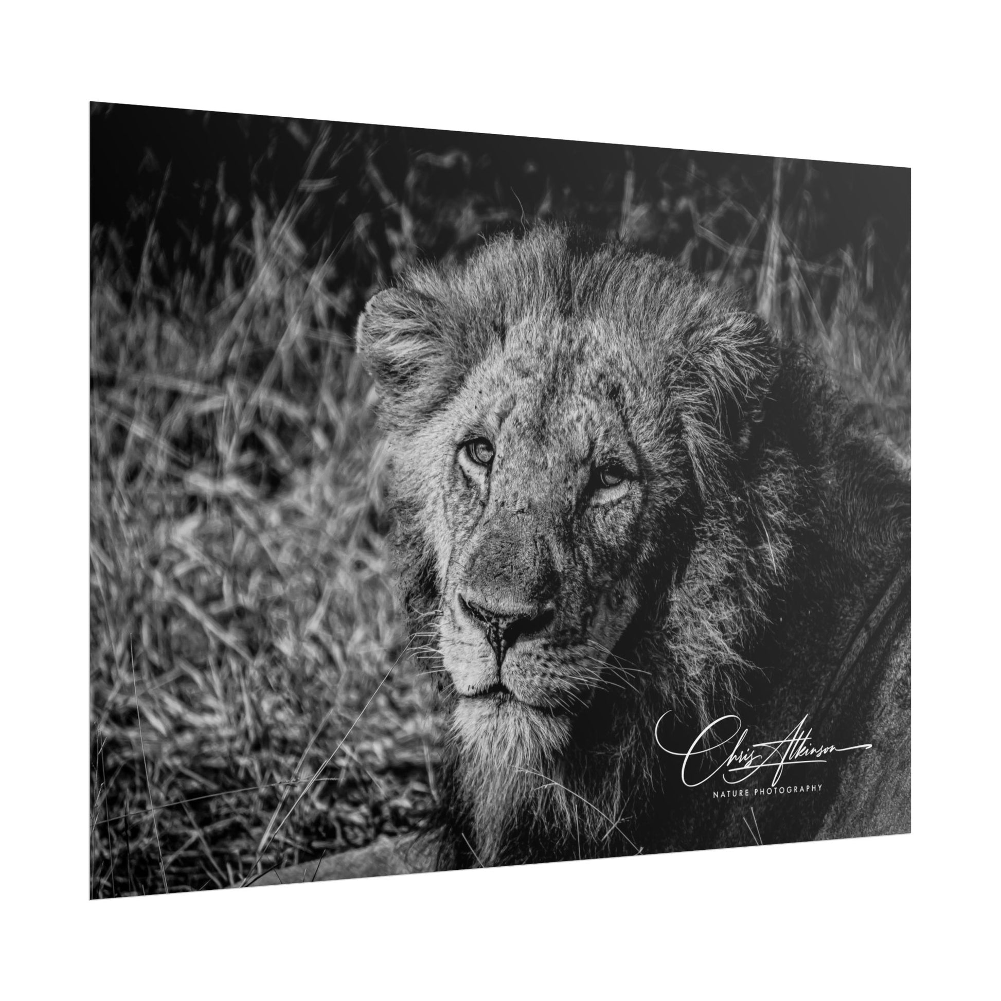 Rolled Posters - Old Lion B&W