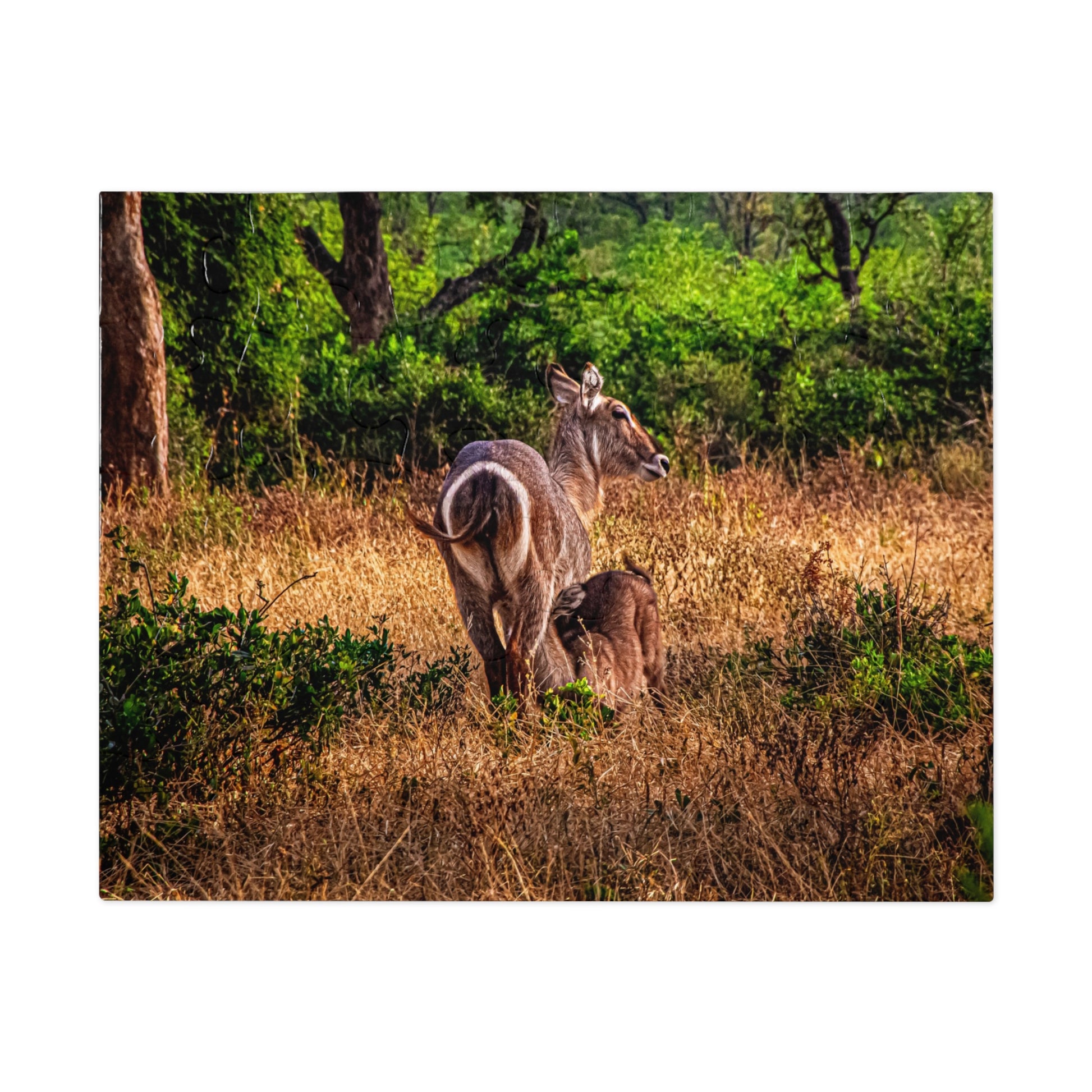 Waterbuck Photo Jigsaw Puzzle with Tin 10" × 8" (30 pcs)