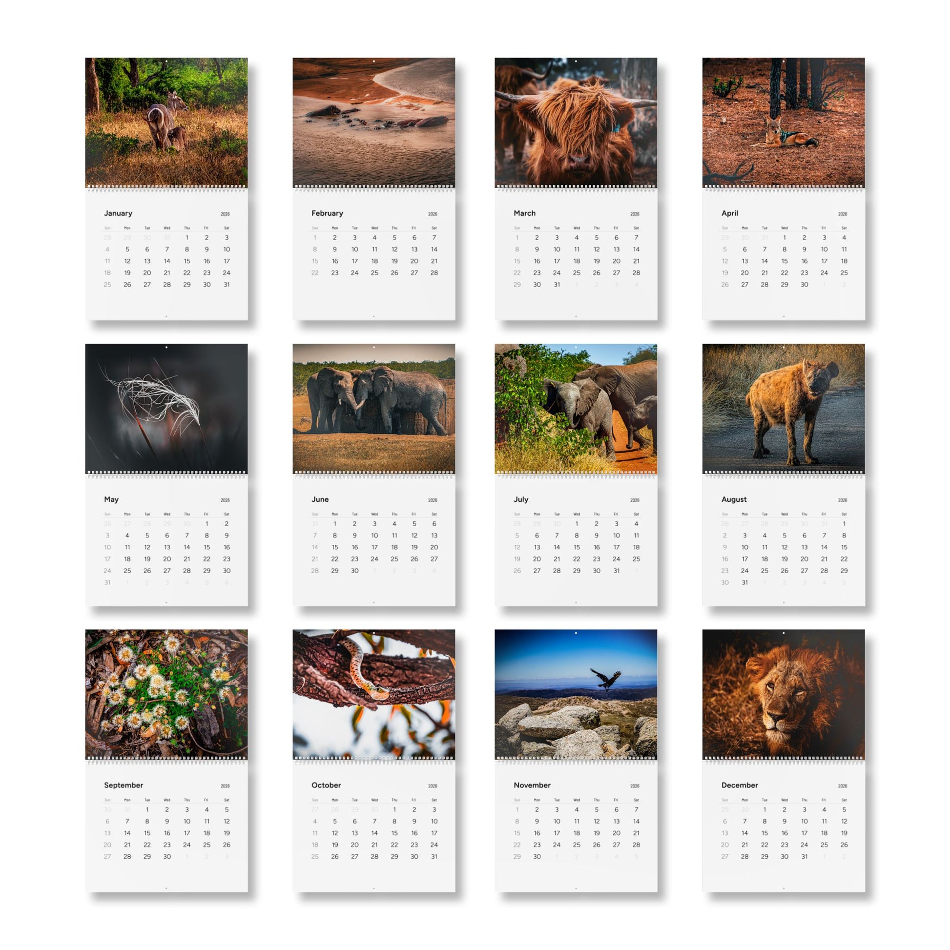 2026 Nature Wildlife Wall Calendar