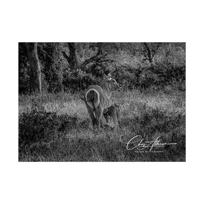 Waterbuck Baby Animal Posters B&W