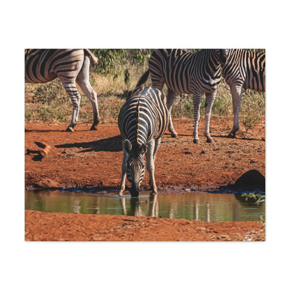 Matte Canvas, Stretched, 1.25" - Zebra at Waterhole