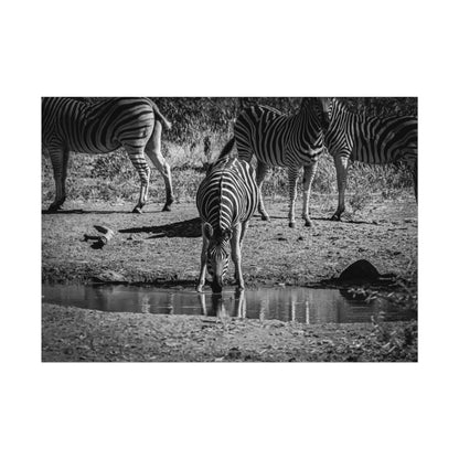 Rolled Posters - Zebra at Waterhole B&W